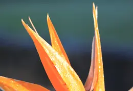 Bird Of Paradise Our House 14