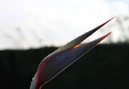 Bird Of Paradise Our House 15