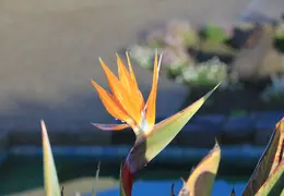 Bird Of Paradise Our House 16