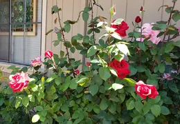 20190423 124453