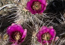 Cacti Blooming Eagles Nest 20220331 01