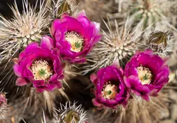 Cacti Blooming Eagles Nest 20220331