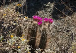 Cacti Blooming Eagles Nest 20220331 05