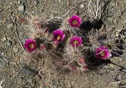 Cacti Blooming Eagles Nest 20220331 06