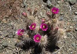 Cacti Blooming Eagles Nest 20220331 08
