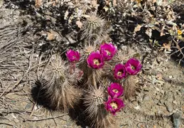 Cacti Blooming Eagles Nest 20220331 09