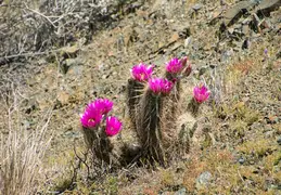 Cacti Blooming Eagles Nest 20220331 11