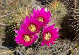 Cacti Blooming Eagles Nest 20220331 12
