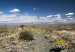 Cacti Blooming Eagles Nest 20220331 13