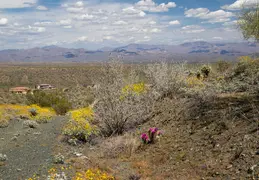 Cacti Blooming Eagles Nest 20220331 14