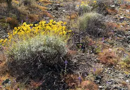 Cacti Blooming Eagles Nest 20220331 15