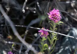Cacti Blooming Eagles Nest 20220331 17
