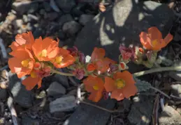 Cacti Blooming Eagles Nest 20220331 18