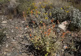 Cacti Blooming Eagles Nest 20220331 19