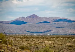 Cacti Blooming Eagles Nest 20220331 21