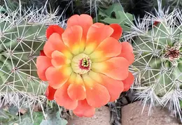Cacti Blooms 20230407 01
