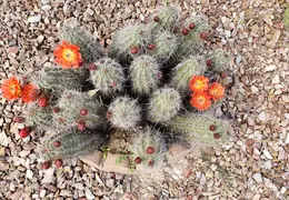 Cacti Blooms 20230407 02