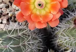 Cacti Blooms 20230407 03