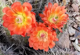 Cacti Blooms 20230407 04