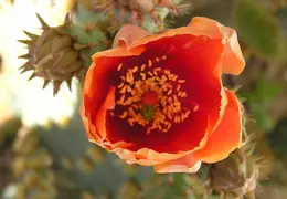 Cactus 002