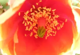 Cactus 003