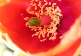 Cactus 004
