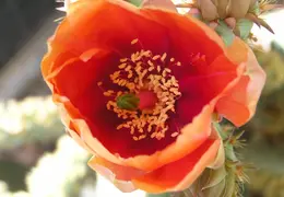 Cactus 006