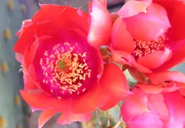 Cactus 009
