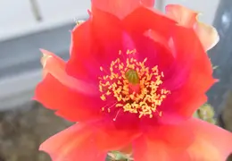 Cactus 010