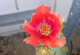 Cactus 011