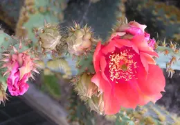 Cactus 013