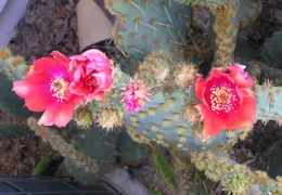 Cactus 014