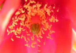 Cactus 016
