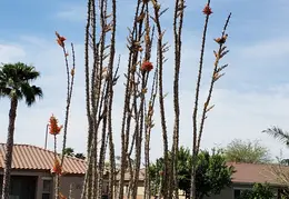 Cactus Flowers 20230412 04