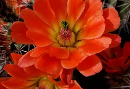 Cactus Flowers 20230412