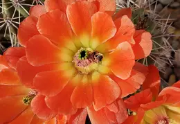 Cactus Flowers 20230412 29