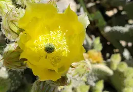 Cactus Flowers 20230420