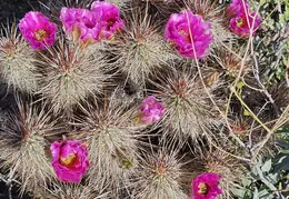 Cactus Flowers 20240409