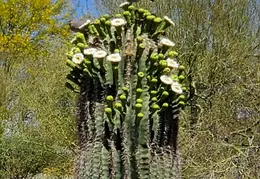 Cactus Flowers Around Our Home 20250427