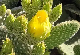 Chandler Backyard Cacti Flowers 20220411