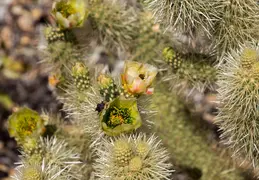 Cholla Cacti Blossoming 20220412
