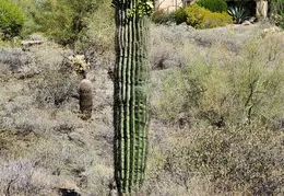 Desert Flowers 20250410