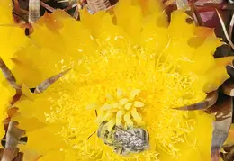 Fire Barrel Cactus Blooms 20240521