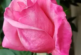 Flowers 2018
