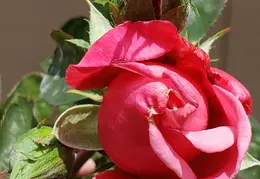 Flowers 2019