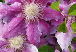 Flowers 2020
