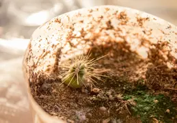 Saguaro Plants From Seed 20221018
