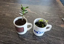 Succulants 20210630