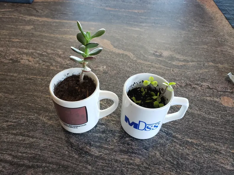 Succulants_20210630.webp