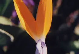 Various Flowers